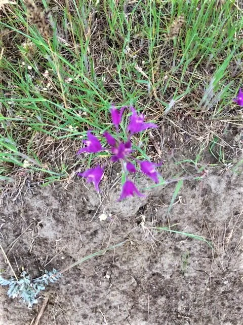 purple flowers