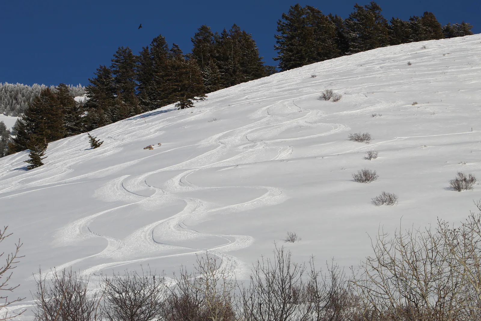 Pebble Creek, South East Idaho 3-1-20