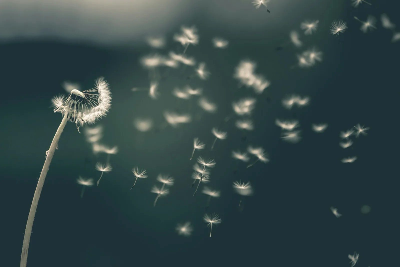 Blowin' in the Wind