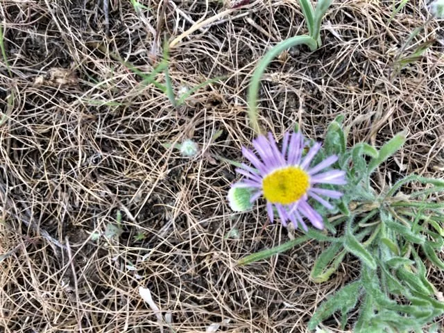 daisy