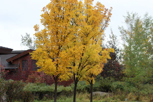 Ken Swaim, Fall 10-11-20