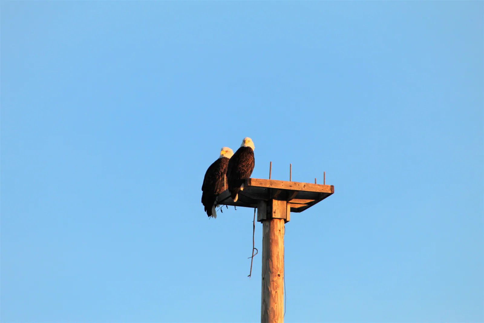 2 eagles