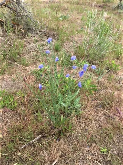 blue flowers