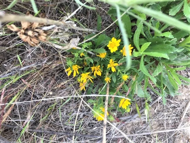 Wild Flowers