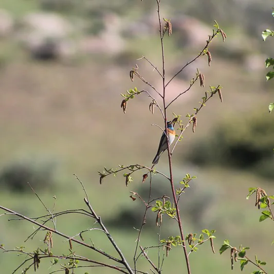 Lazuli Bunting, Ken Swaim - 5/17/21