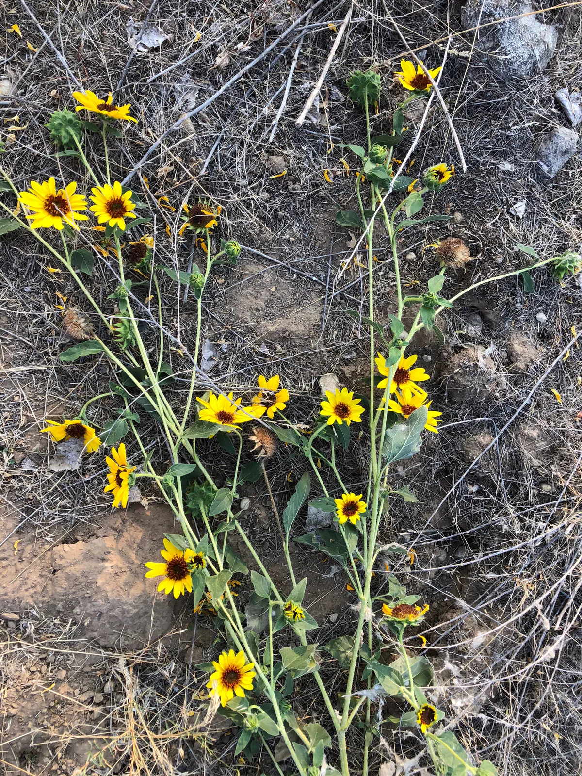 Foto Friday: Wild Flowers, Get Up to Bogus Before They are Gone!