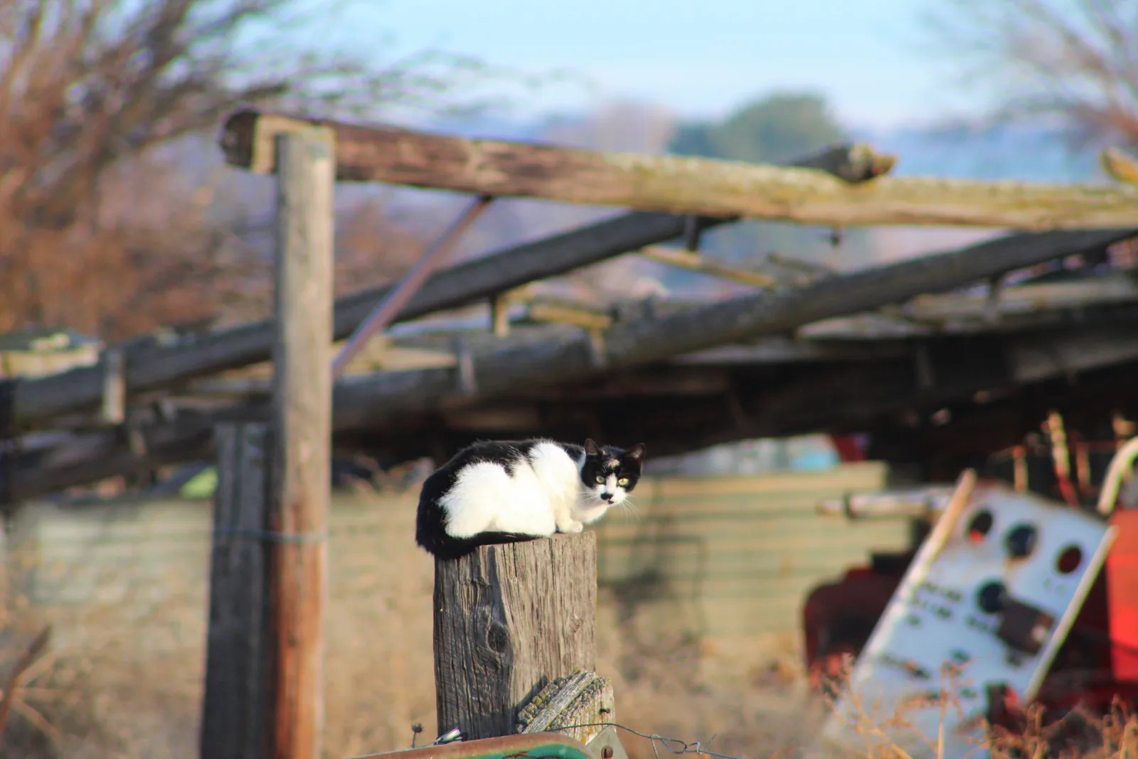 Cats, Naturally Socially Distant
