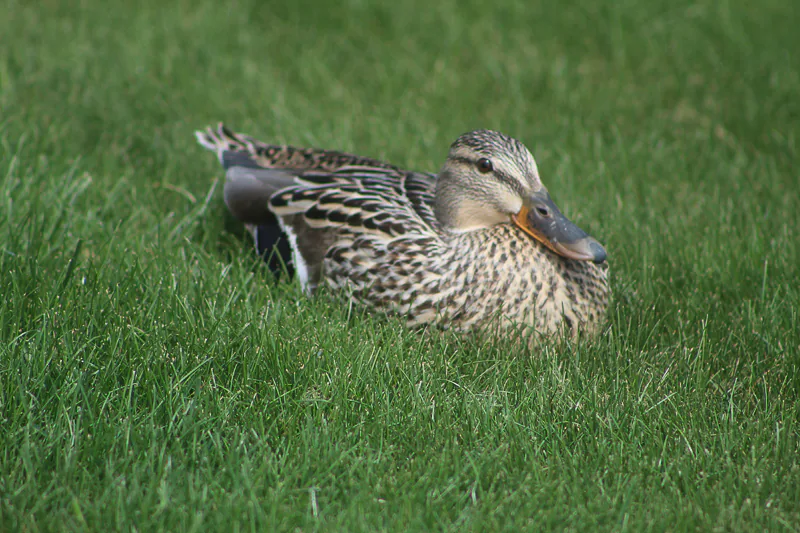 Spring Duck, Ken Swaim - 5/17/21