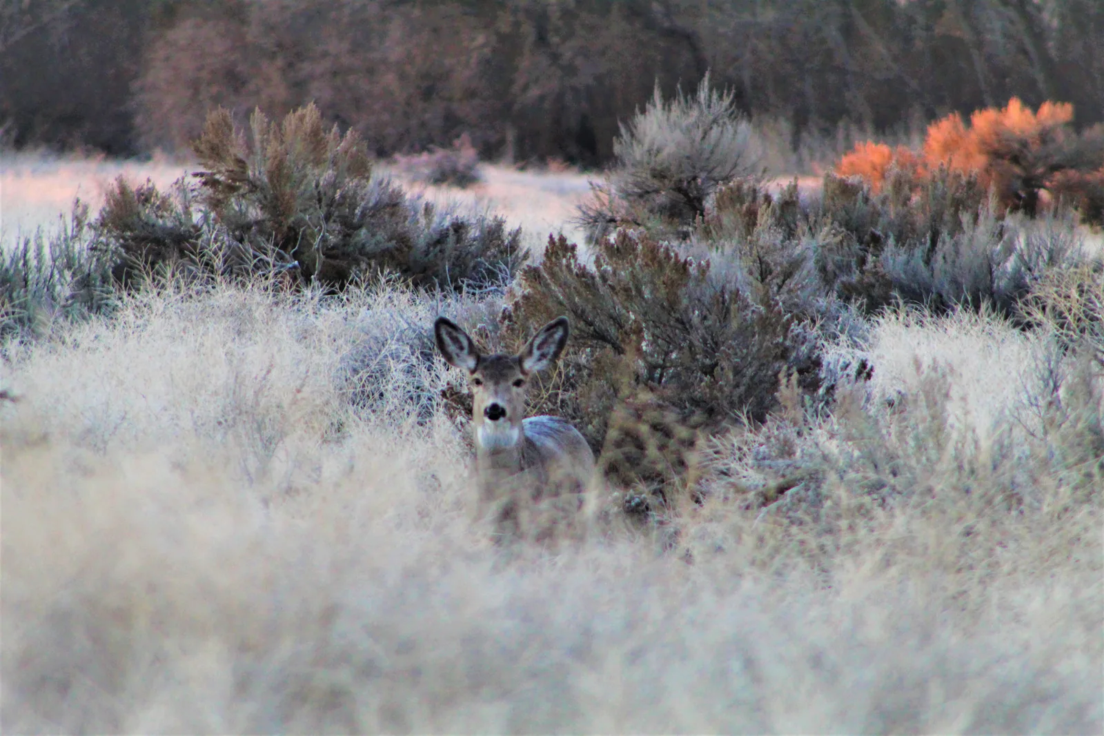 1 deer