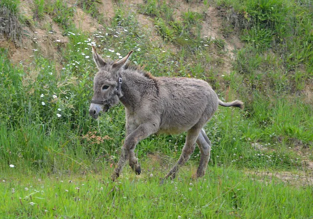 A Book Review About Donkeys (And Humans!)