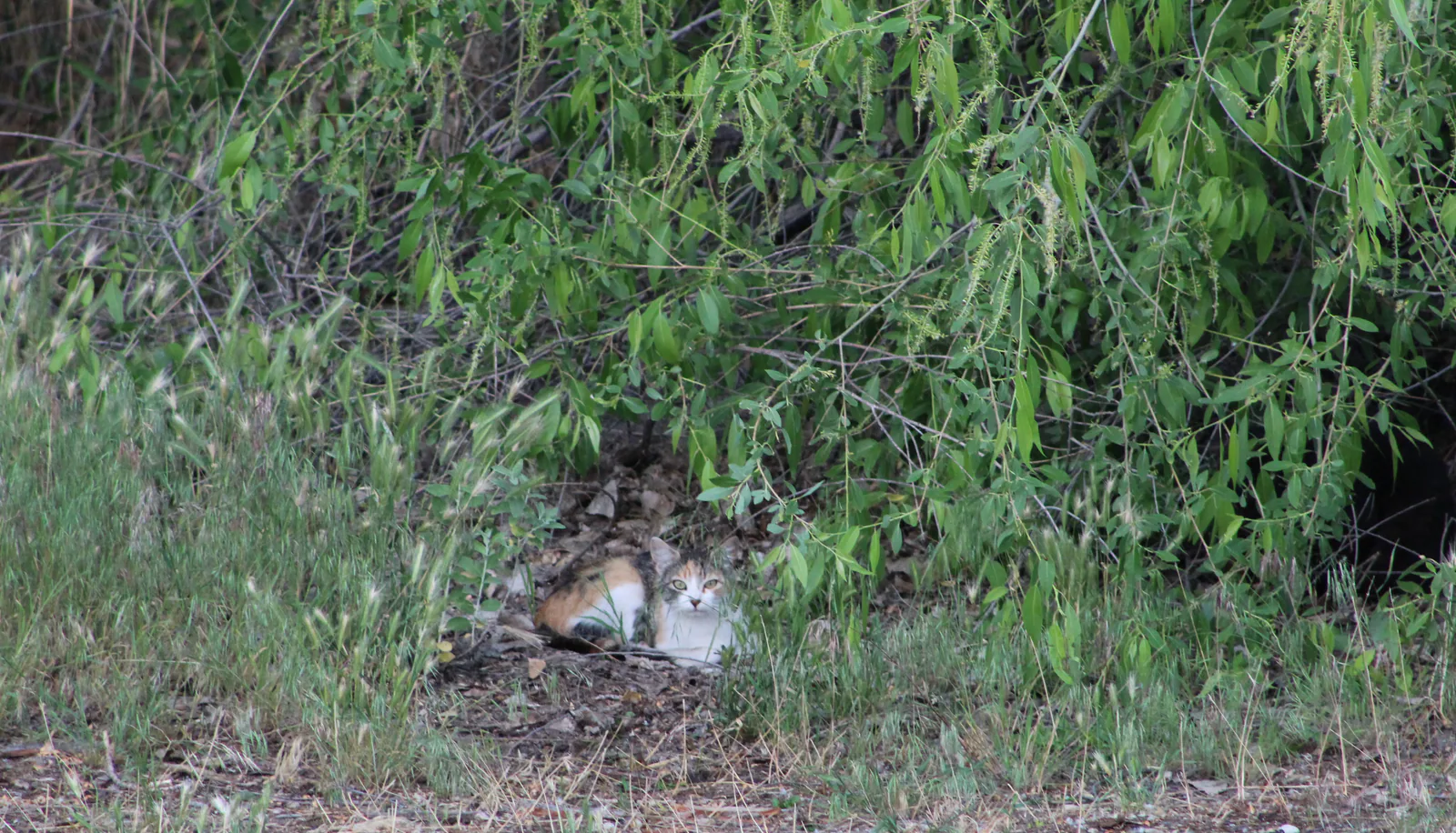 Feral Cat 6/14/20