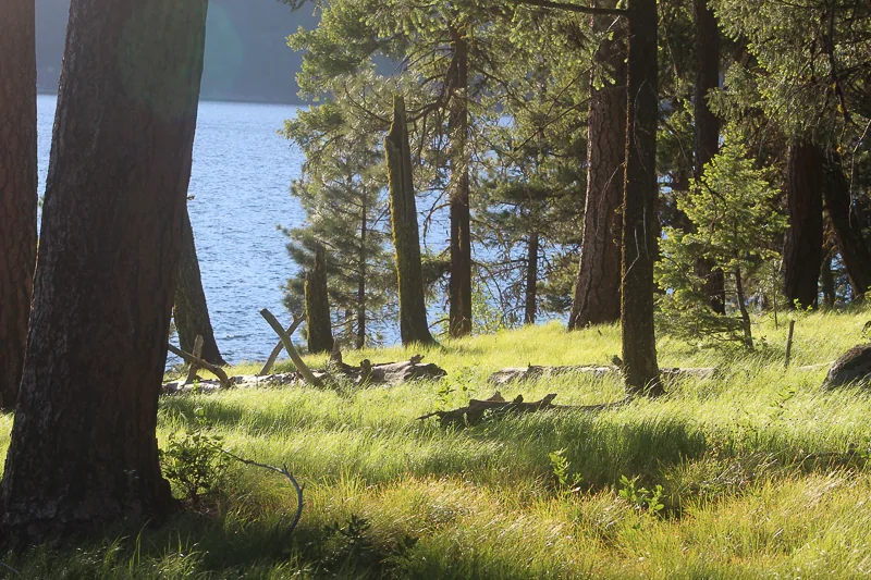 Late Spring Ponderosa, Ken Swaim, 6-19-21