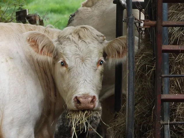 Chew Your Food