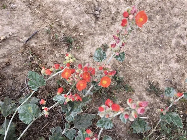 orange flowers