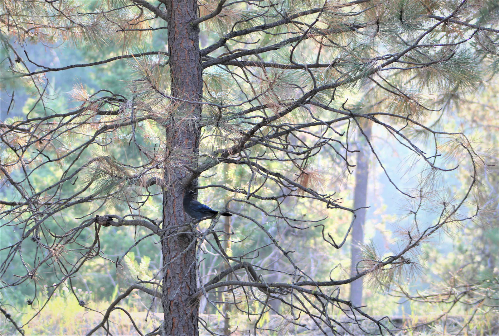 Mountain Blue Jay, McCall, Idaho 2020