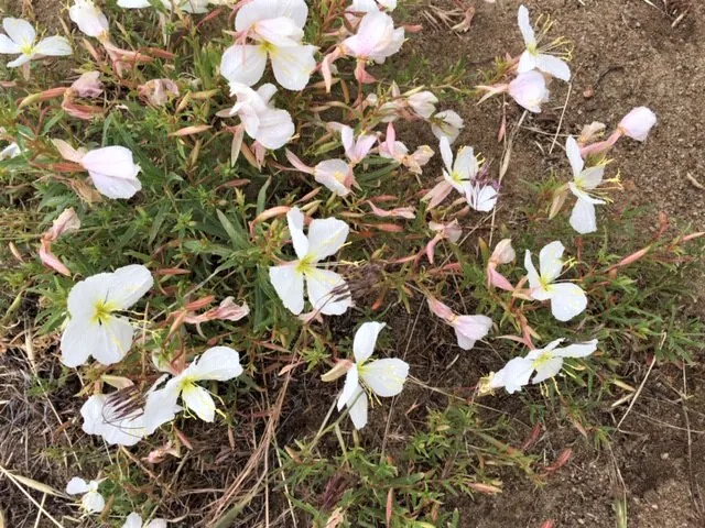 more whites