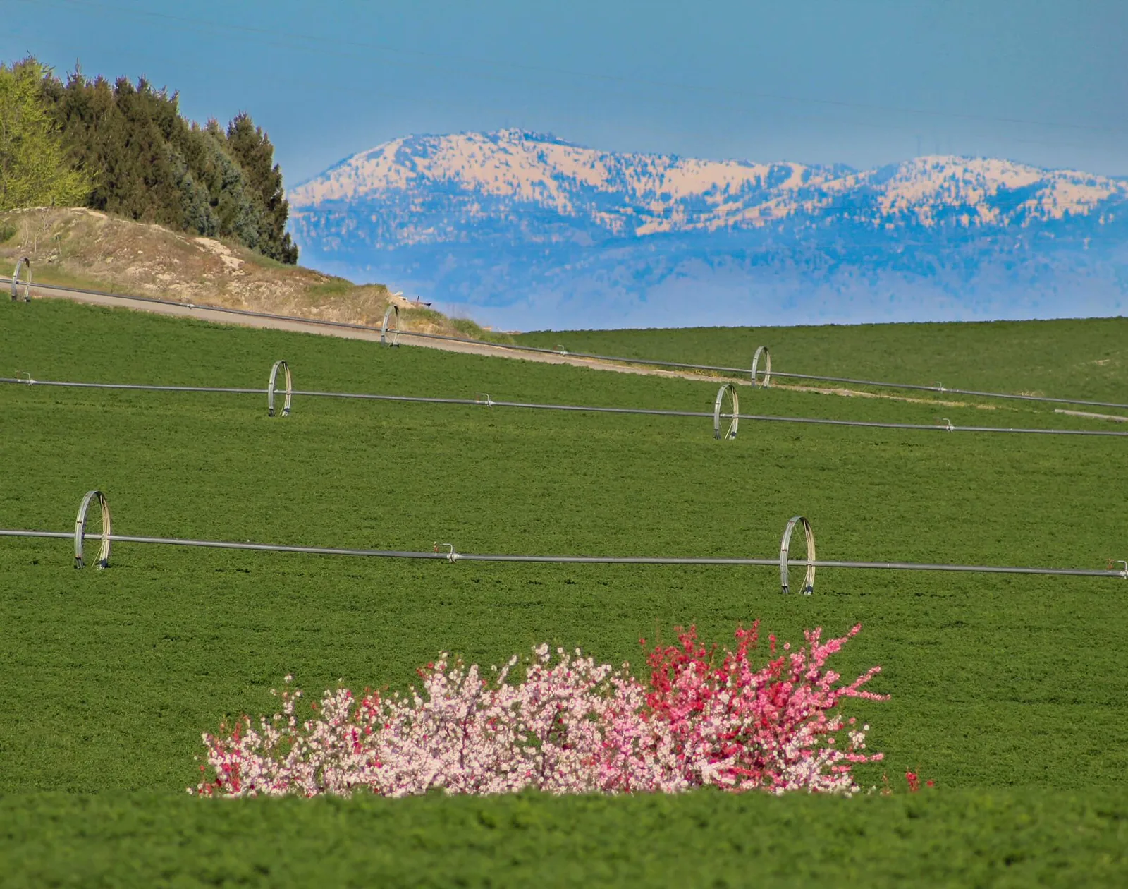 Ken Swaim, Sunny Slope Blossoms