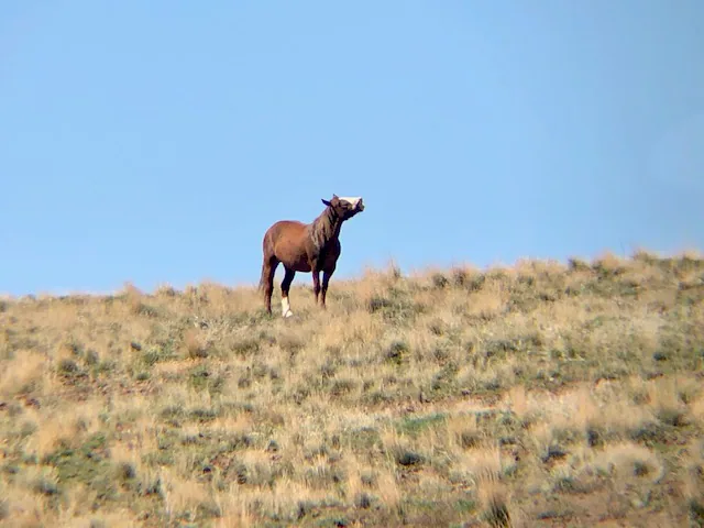 Spring Time in the Owyhees