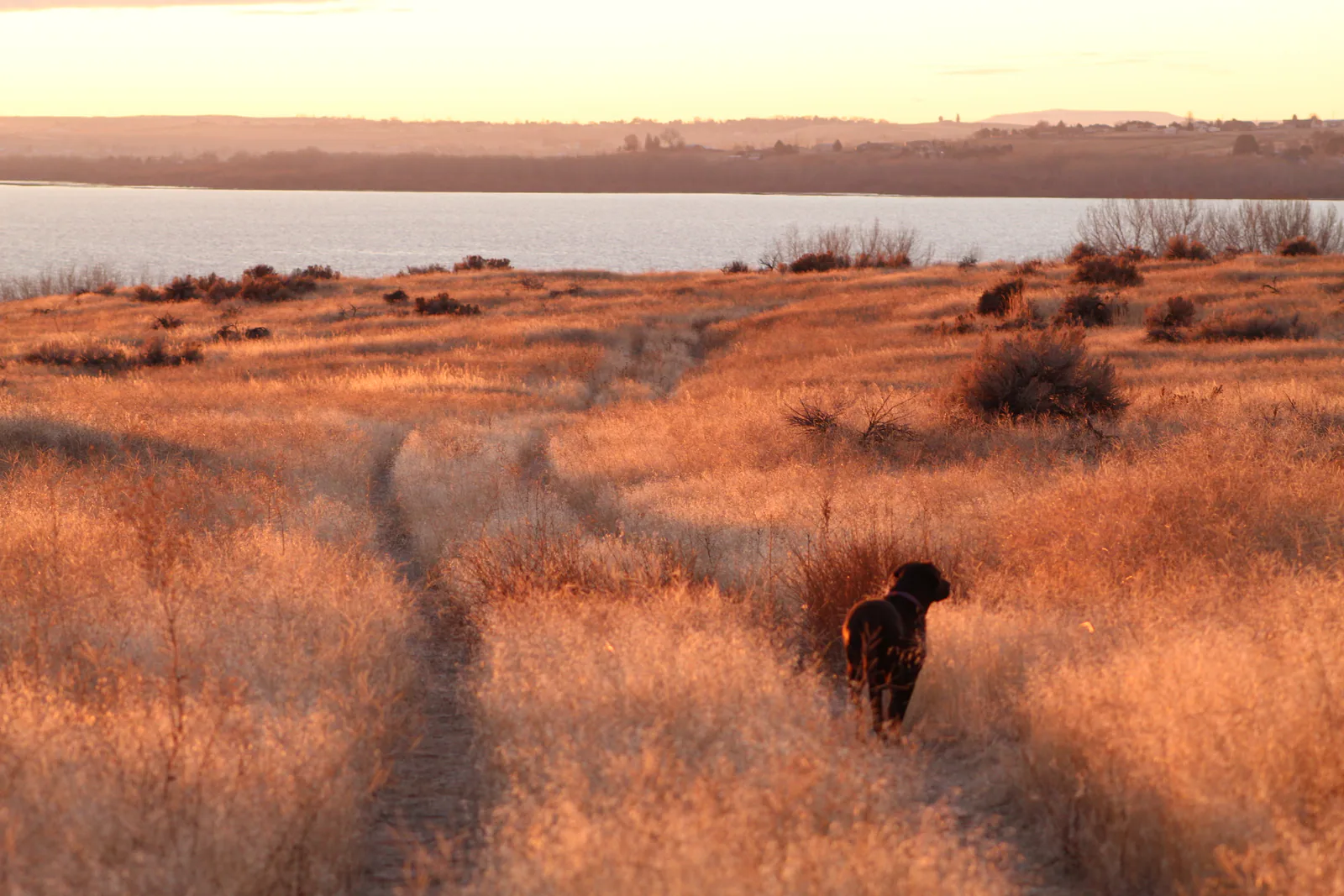 Annie, the Finely Trained Bird Dog