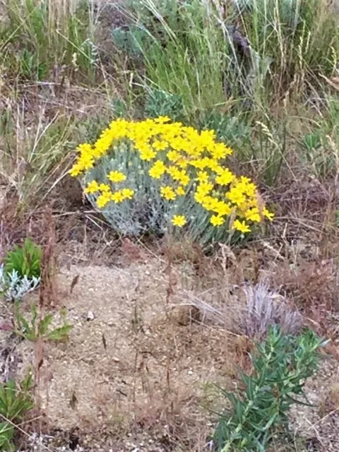 yellow flowers