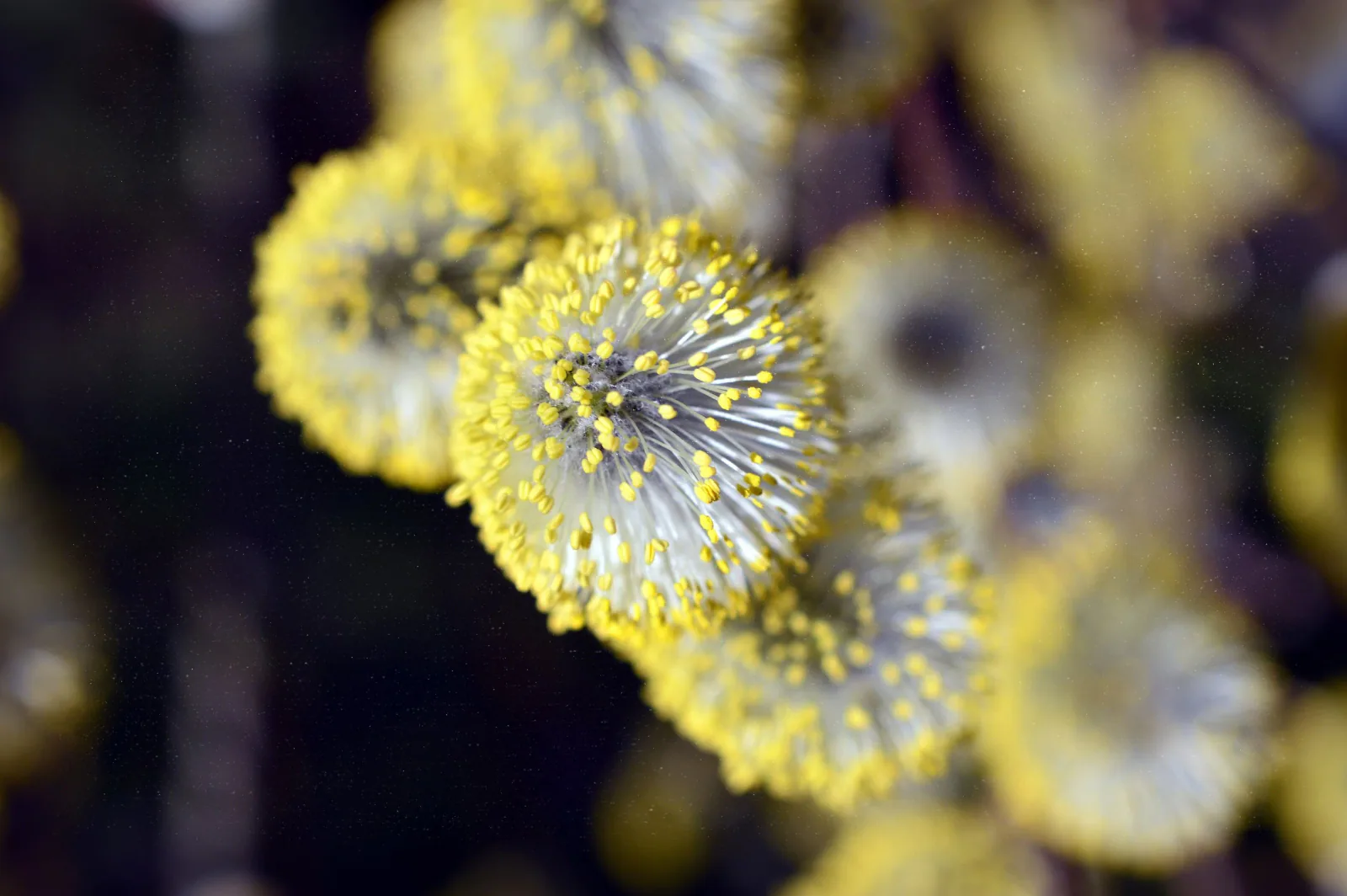 Allergies?