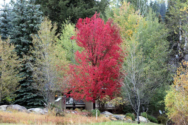 Ken Swaim, Fall 10-11-20