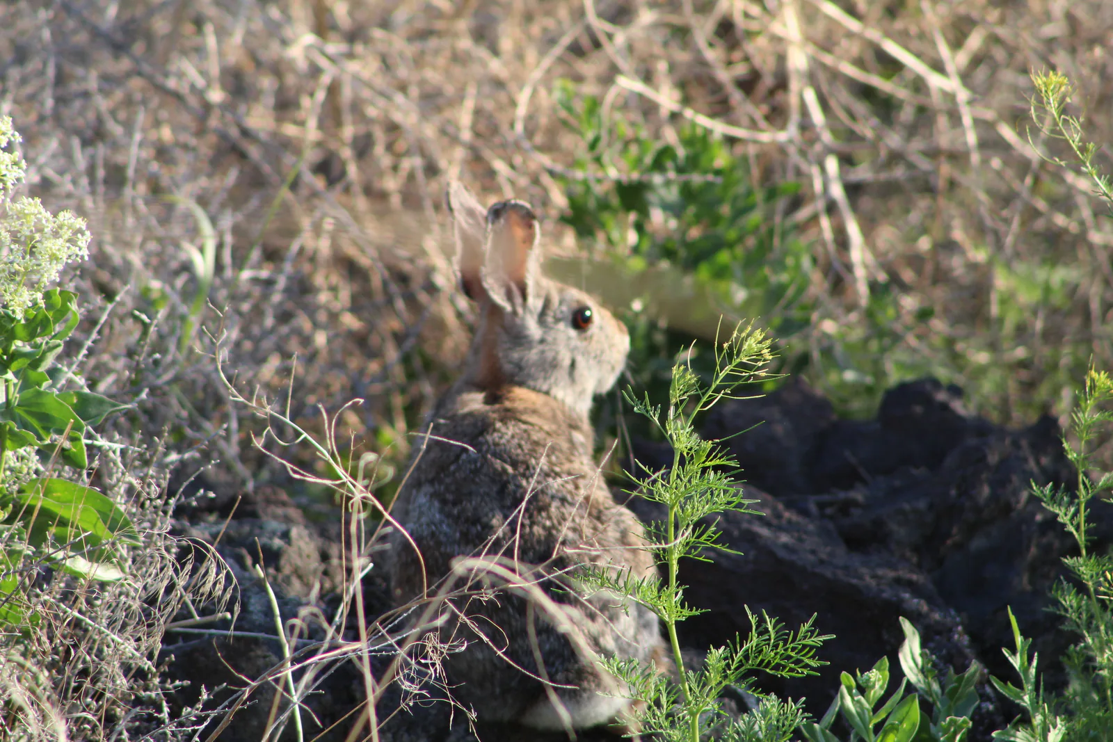 Bunny