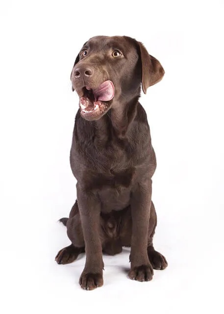 Dog Breath