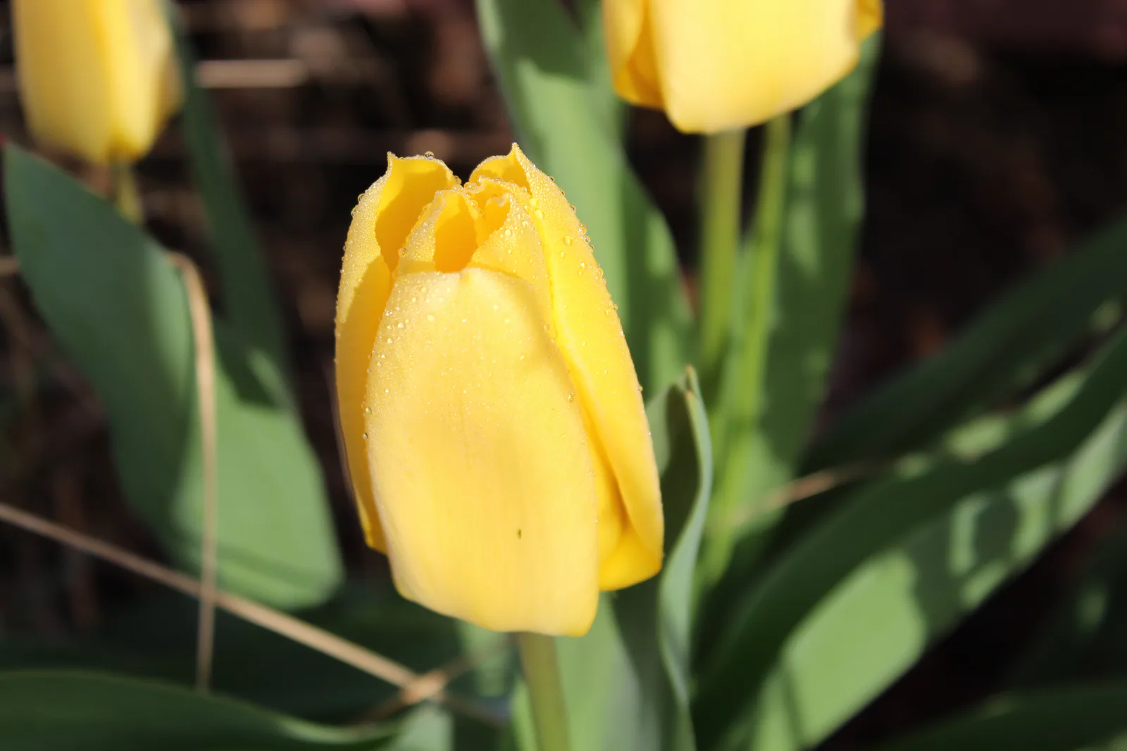 April 6, 2020 - Photo Credit Abbey Swaim
