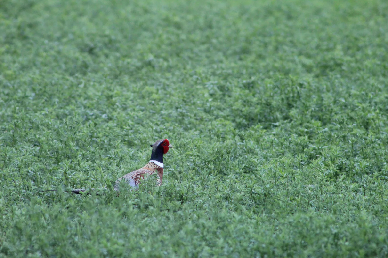 Rooster Pheasant 6/15/20