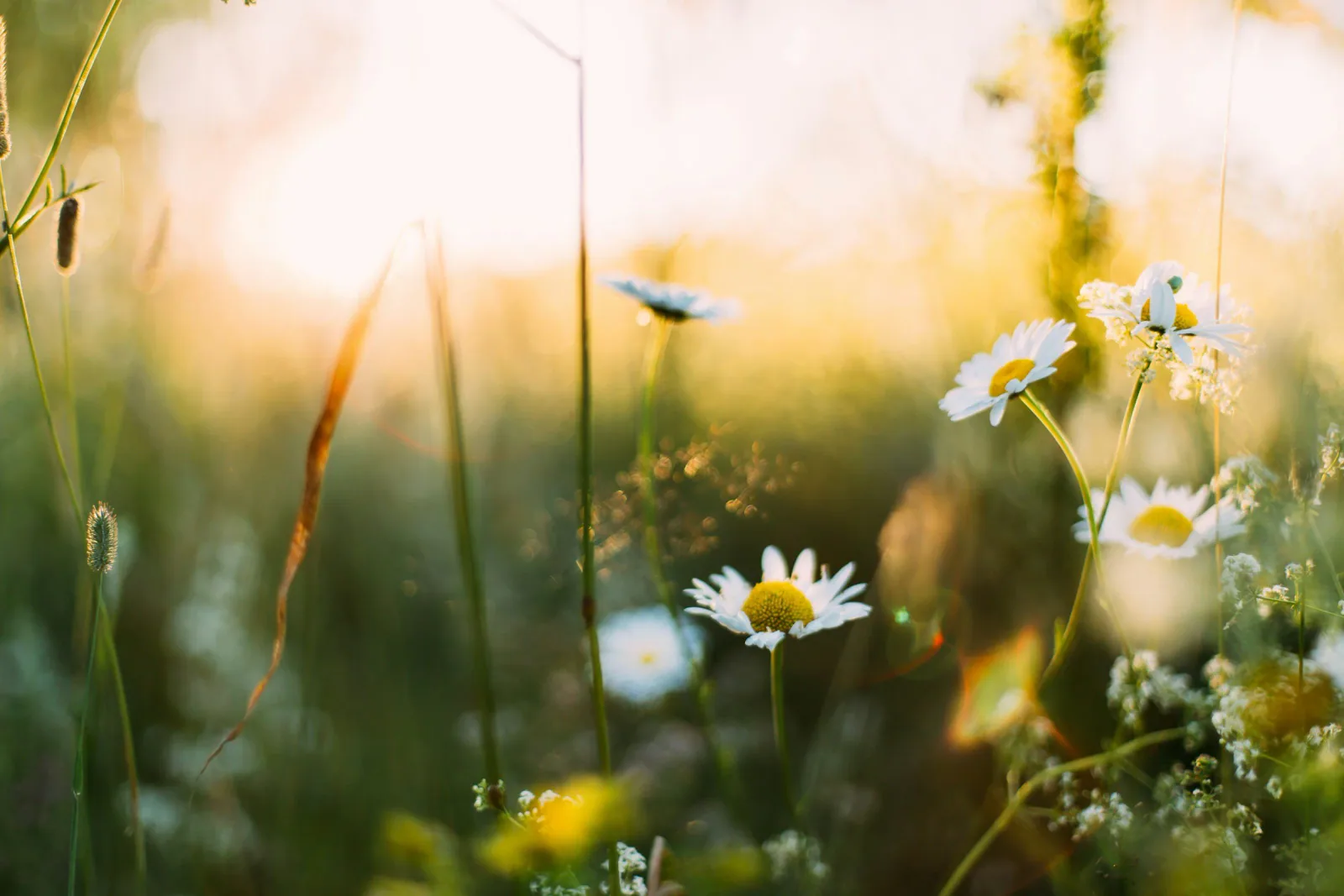 Spring, Spring, Spring...