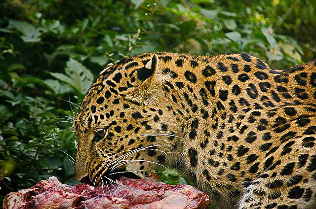 Book Review #2, 2022: Eat Like The Animals: What Nature Teaches Us About the Science of Health Eating