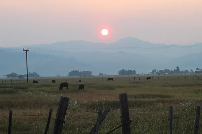 Smokey Mornings