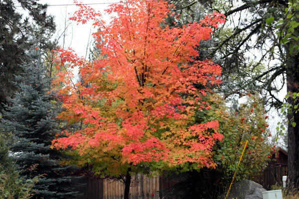Ken Swaim, Fall 10-11-20