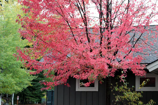 Ken Swaim, Fall 10-11-20