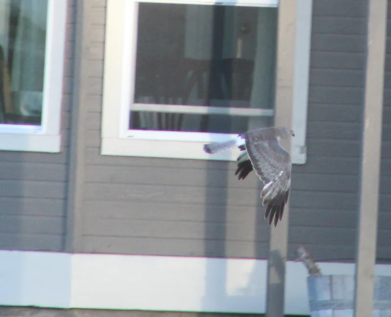 Osprey in the Neighborhood, Ken Swaim, 6-6-21