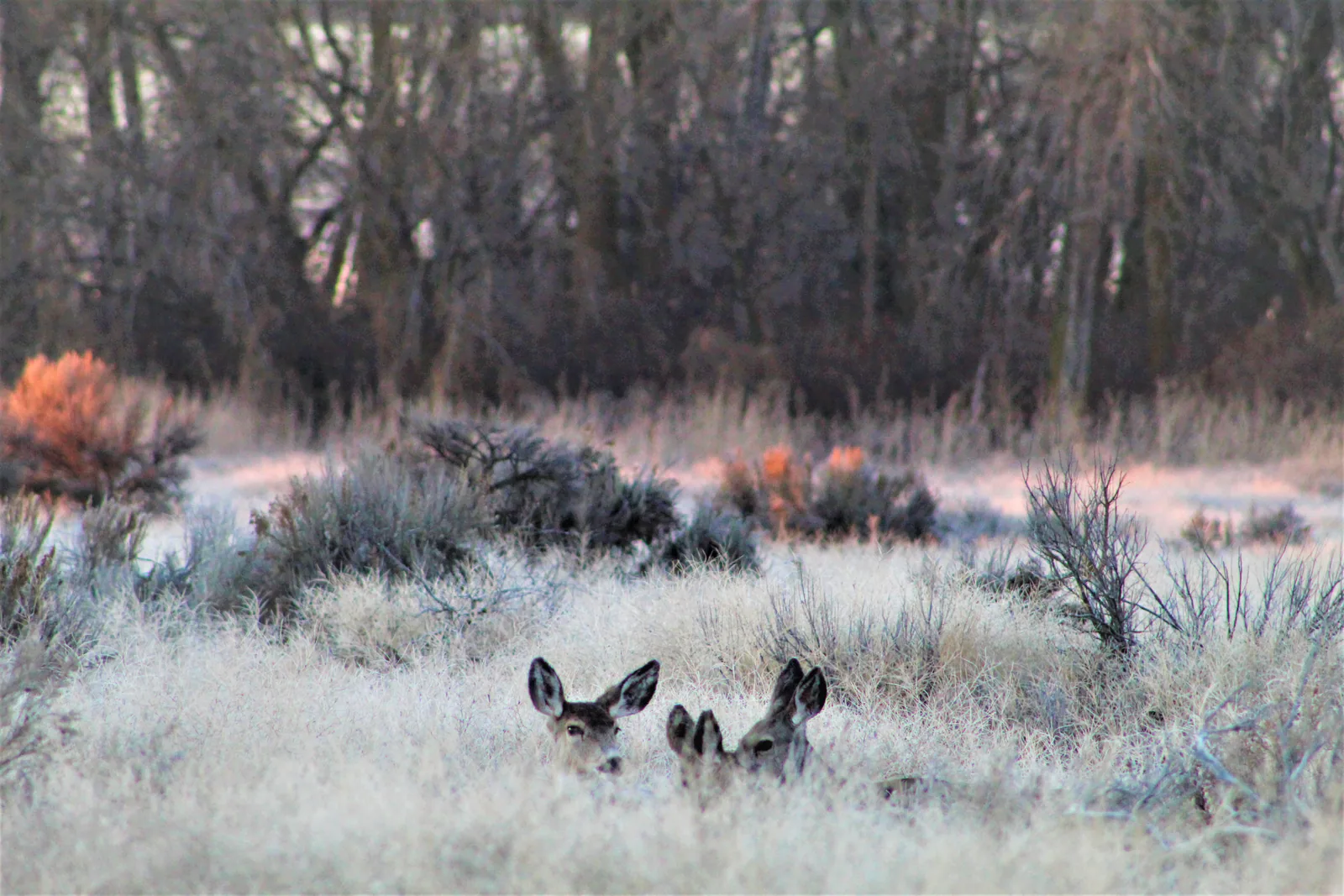 3 deer